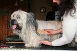SKYE TERRIER - BROSSAGE 093